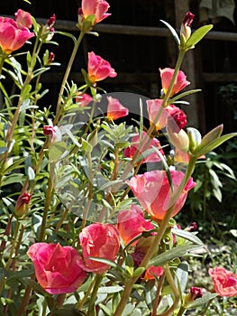 Portulaca grandifloraÃÂ is aÃÂ succulentÃÂ flowering plantÃÂ in the familyÃÂ Portulacaceae. photo